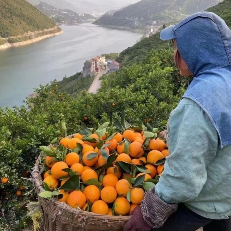 宜昌长虹脐橙产地发货大量供应质量保证代发全国