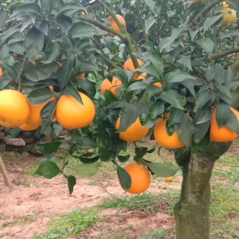 宜昌长虹脐橙产地发货大量供应质量保证代发全国