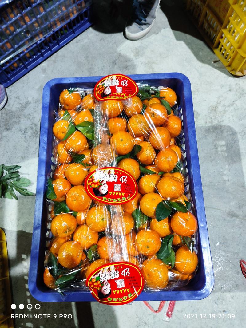 柑桔/广西砂糖桔专业代办/货源充足口感好颜色漂亮/产地值发