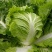 冬季大白菜山东白菜全国发货支持视频看货