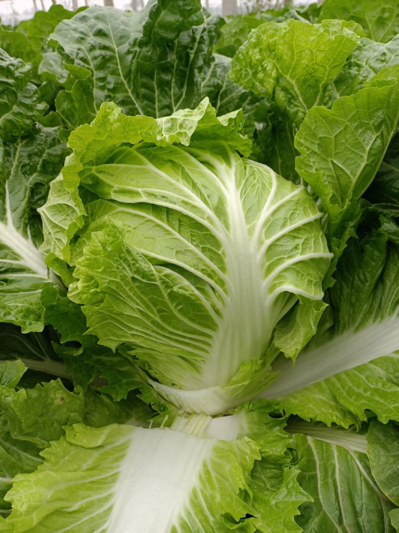冬季大白菜山东白菜全国发货支持视频看货