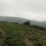 改良白术芽子山地育苗抗病抗旱能力强无菌量大从优