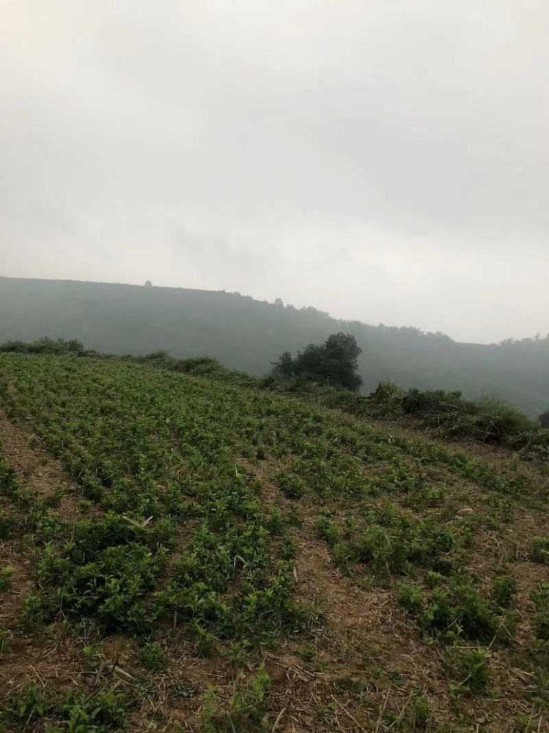 改良白术芽子山地育苗抗病抗旱能力强无菌量大从优