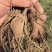 改良白术芽子山地育苗抗病抗旱能力强无菌量大从优