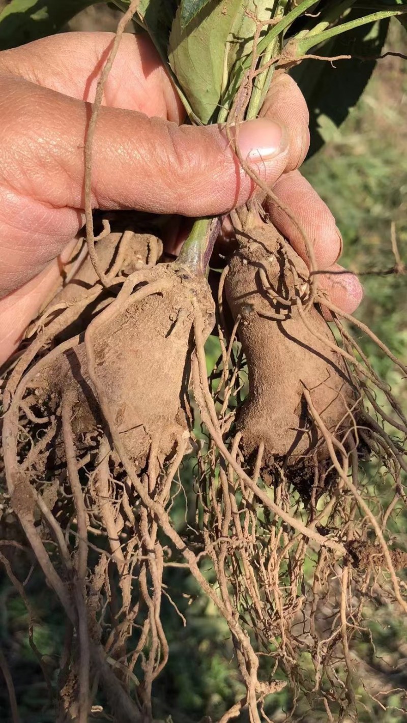 改良白术芽子山地育苗抗病抗旱能力强无菌量大从优