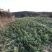 改良白术芽子山地育苗抗病抗旱能力强无菌量大从优