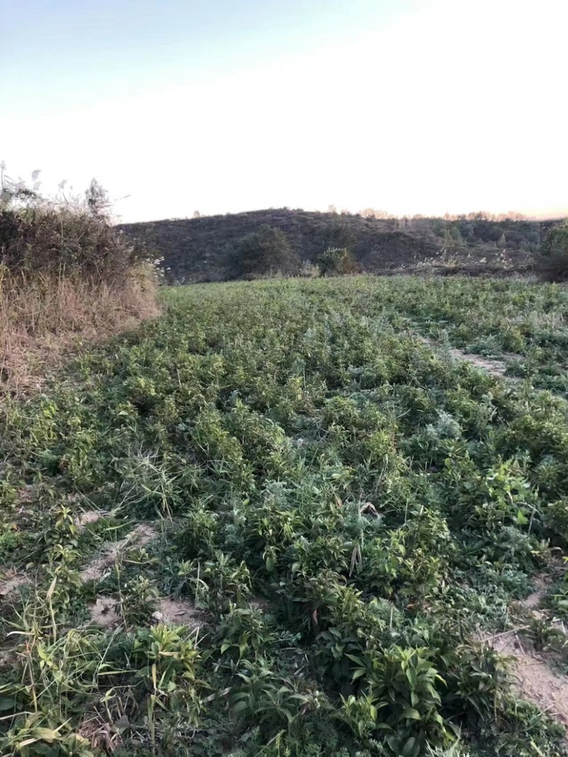 改良白术芽子山地育苗抗病抗旱能力强无菌量大从优