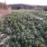 改良白术芽子山地育苗抗病抗旱能力强无菌量大从优