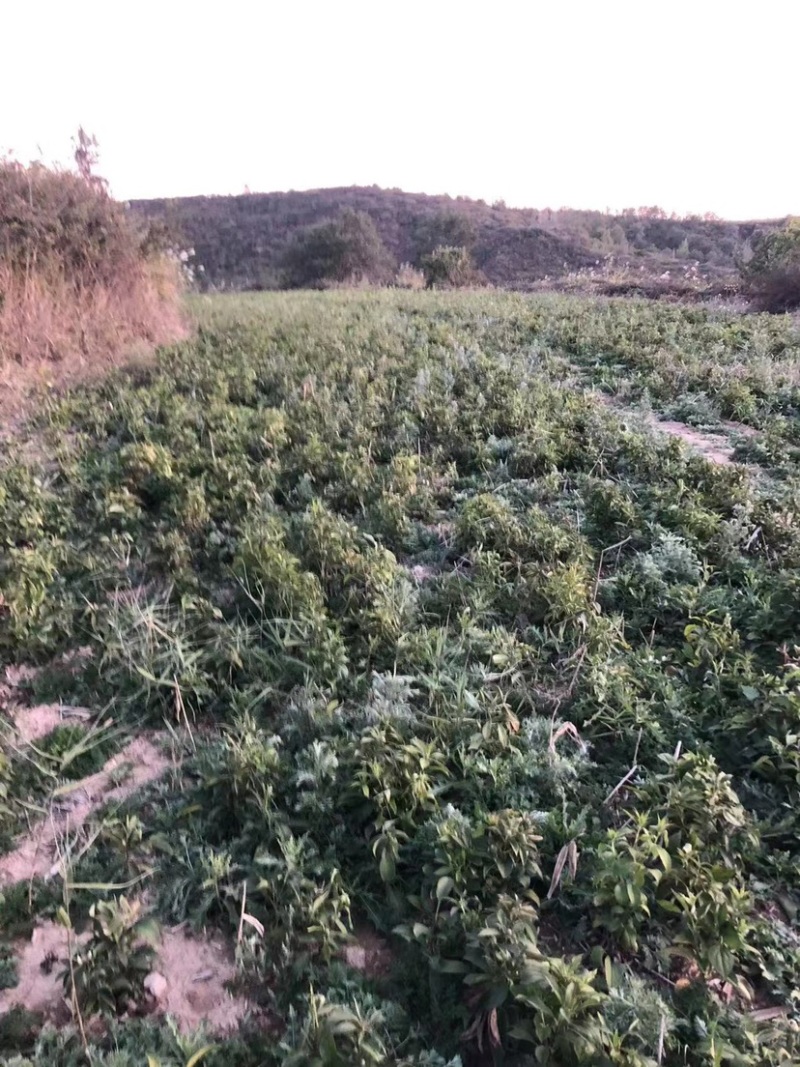 改良白术芽子山地育苗抗病抗旱能力强无菌量大从优