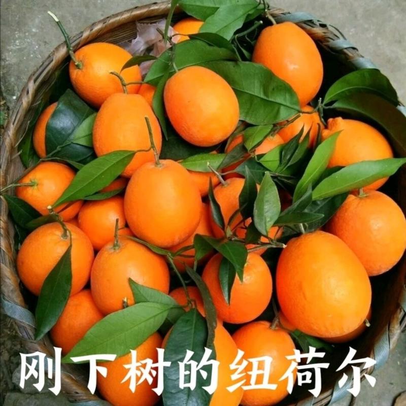 宜昌秭归脐橙果园看货现摘现发供应全国市场批发商