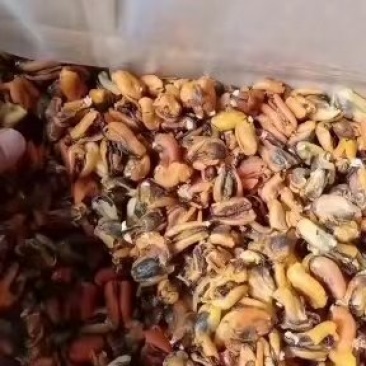 淡菜干，海虹干，新货上市淡菜干，九五成干，自家晾晒