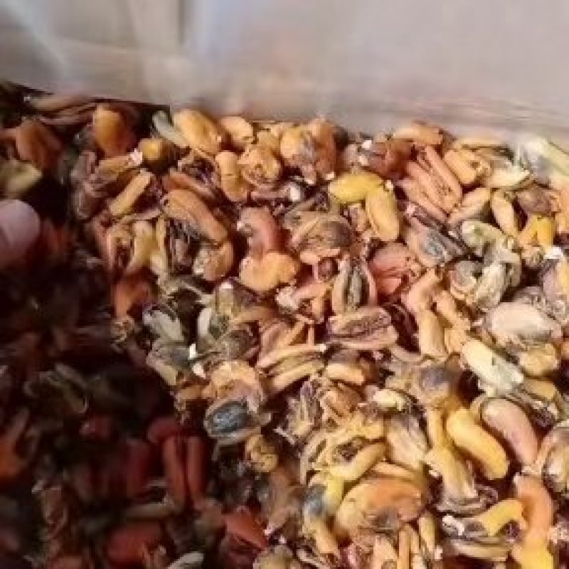 淡菜干，海虹干，新货上市淡菜干，九五成干，自家晾晒