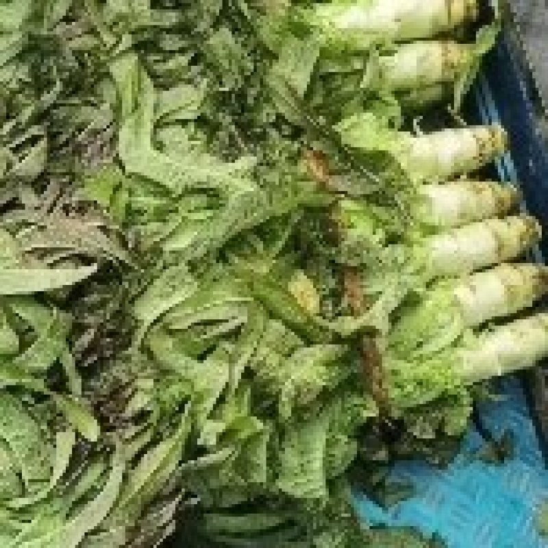 【推荐】红叶香莴苣产地直发可视频看货对接全国品质保证