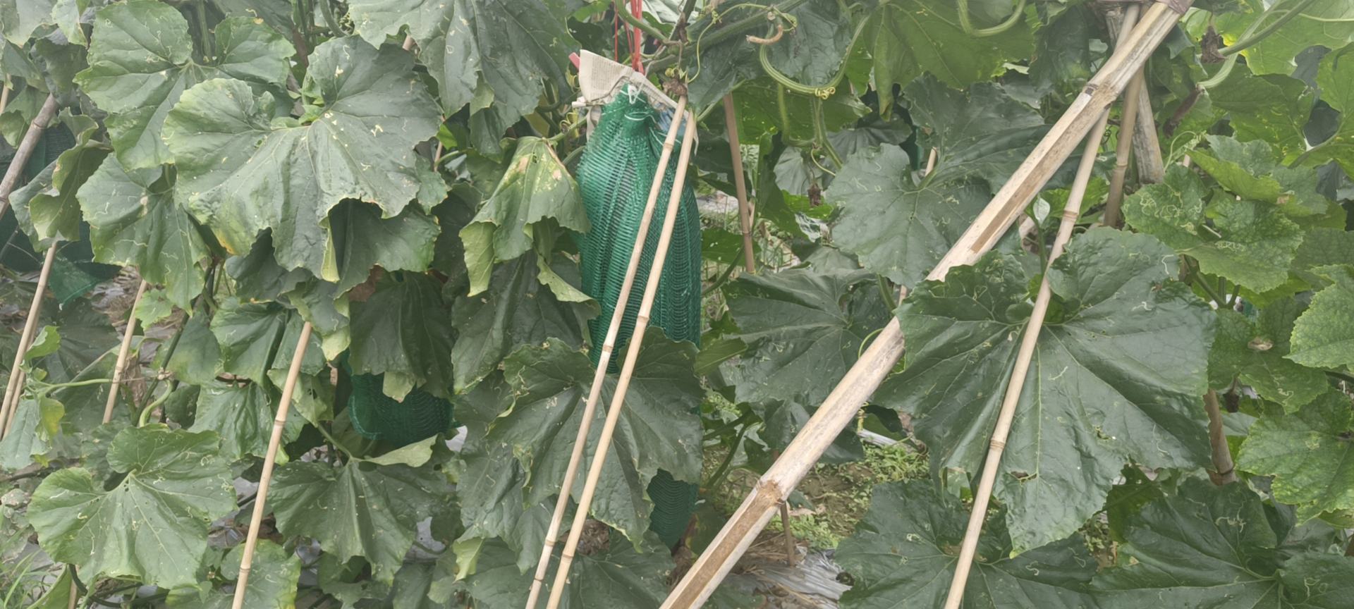 图示为旱黄瓜搭设人字架或网架后的生长状态 旱黄瓜搭架示意图