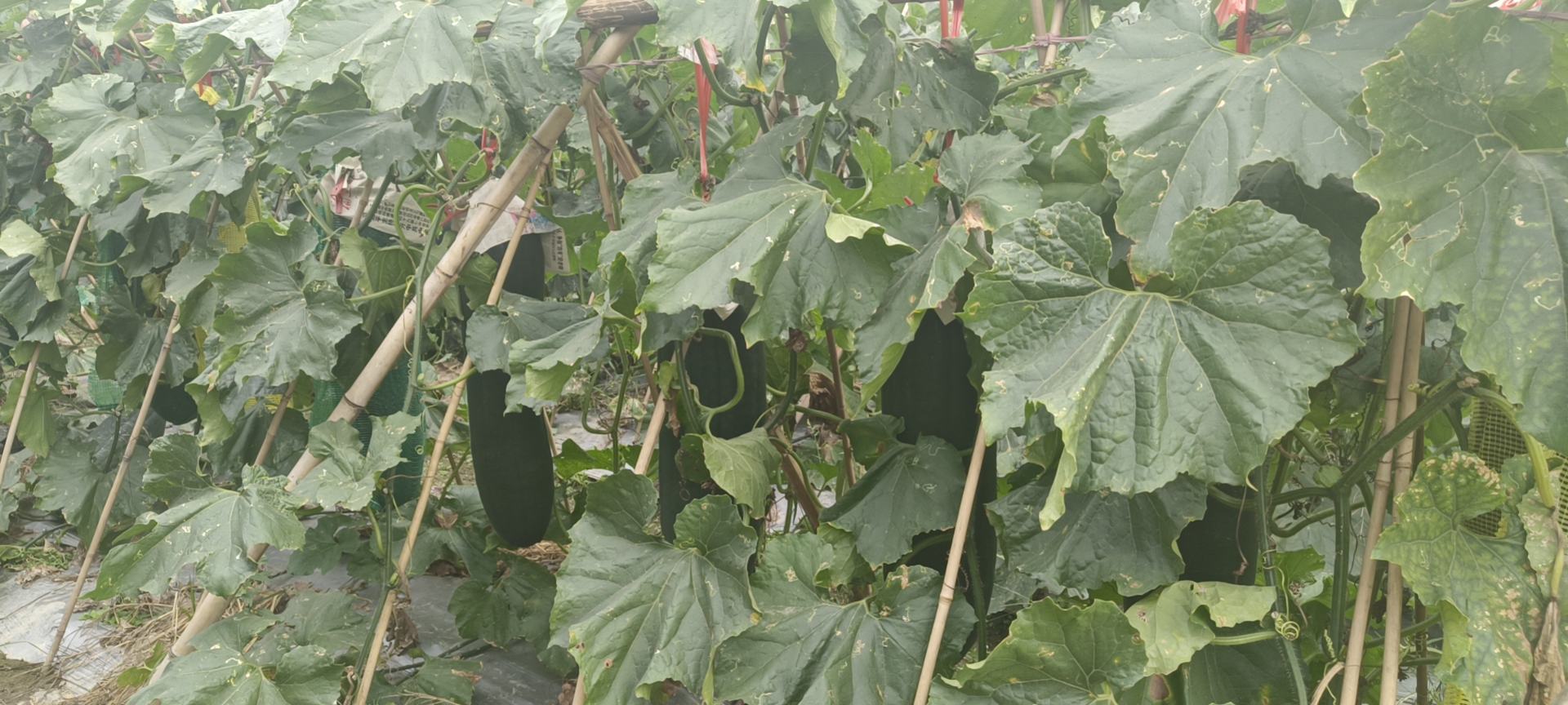 木瓜切片过程图