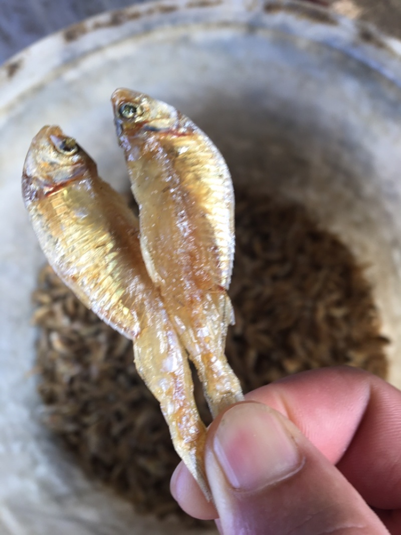 油炸，去鳞，白帆鱼，白饭鱼，银鱼，白鱼，海白肖，白鱼