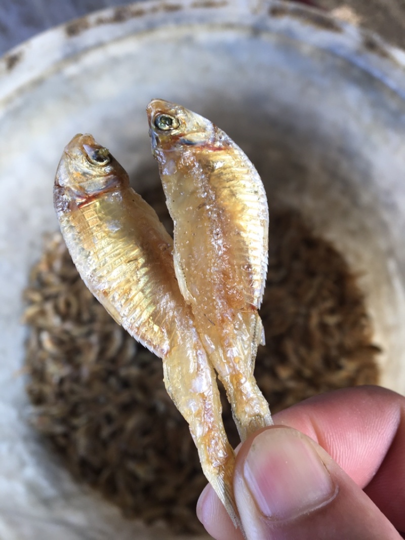 油炸，去鳞，白帆鱼，白饭鱼，银鱼，白鱼，海白肖，白鱼