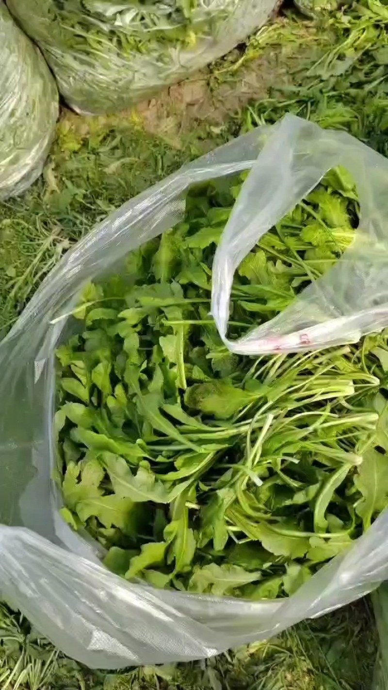 新鲜荠荠菜！口感好！质量佳！大量供应各大市场！加工厂！