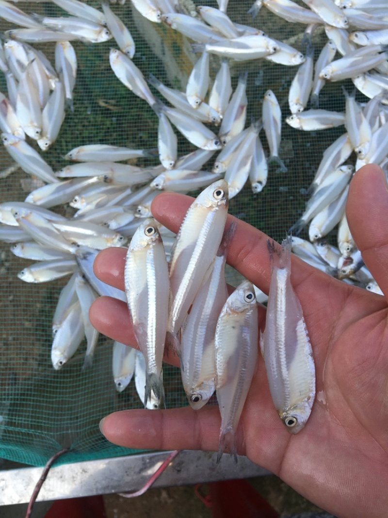 白鱼，白帆鱼，白饭鱼，银鱼，白鱼，海白肖