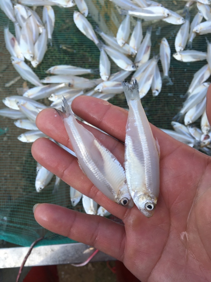 白鱼，白帆鱼，白饭鱼，银鱼，白鱼，海白肖