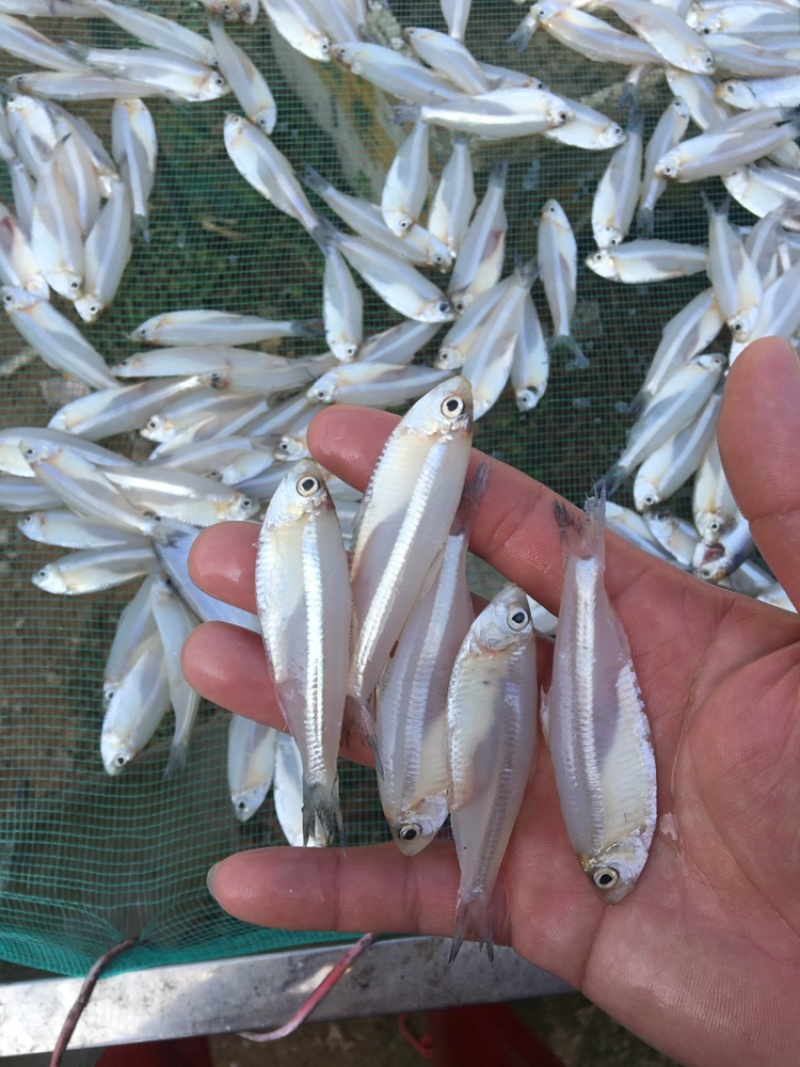 白鱼，白帆鱼，白饭鱼，银鱼，白鱼，海白肖