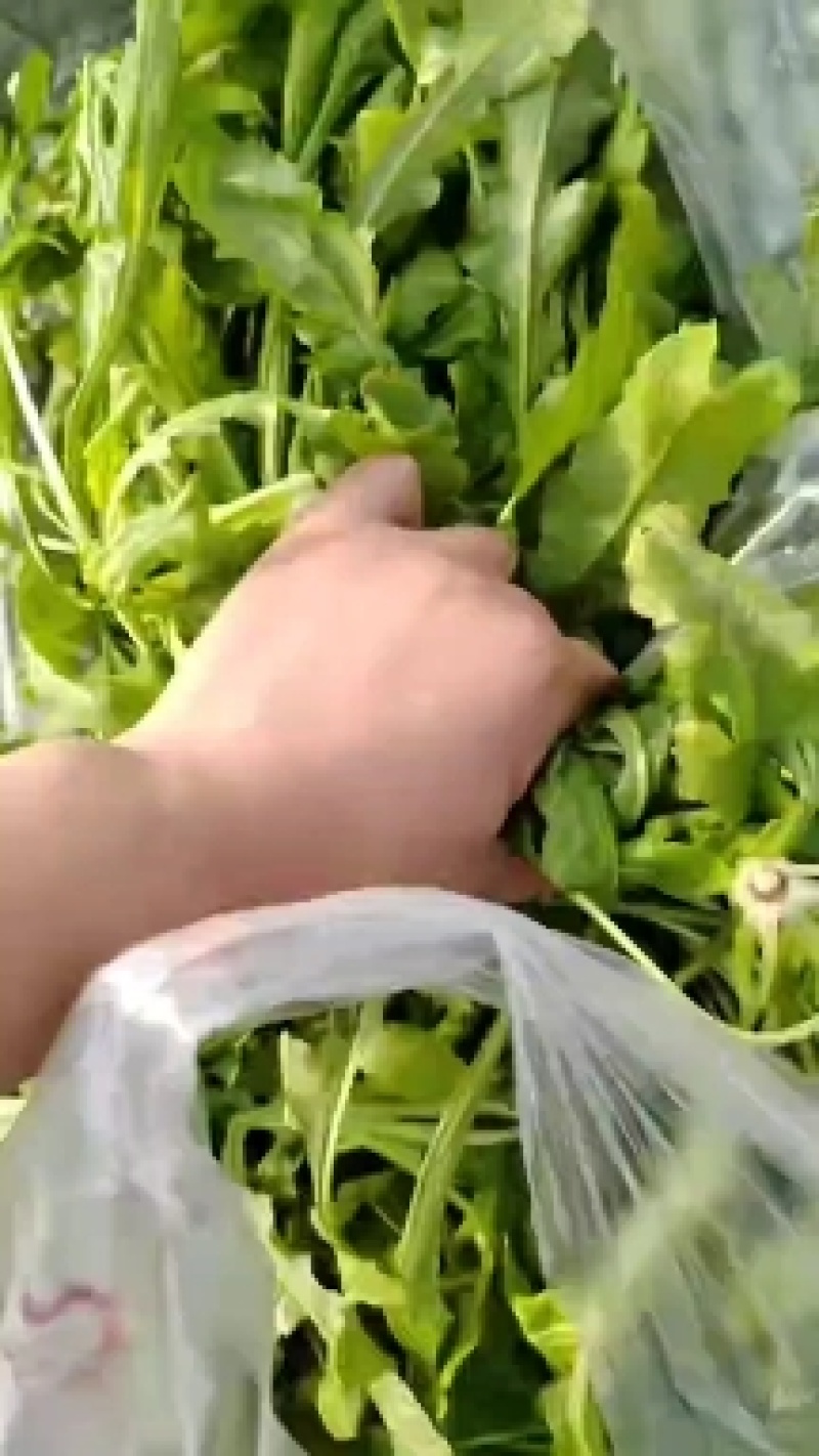 新鲜荠荠菜！口感好！质量佳！大量供应各大市场！加工厂！