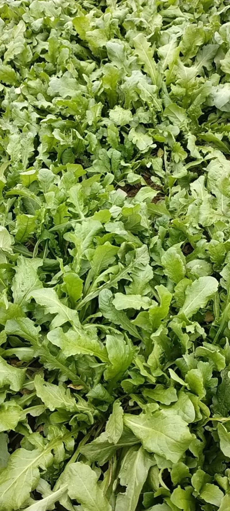 新鲜荠荠菜！口感好！质量佳！大量供应各大市场！加工厂！