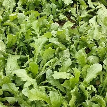 新鲜荠荠菜！口感好！质量佳！大量供应各大市场！加工厂！