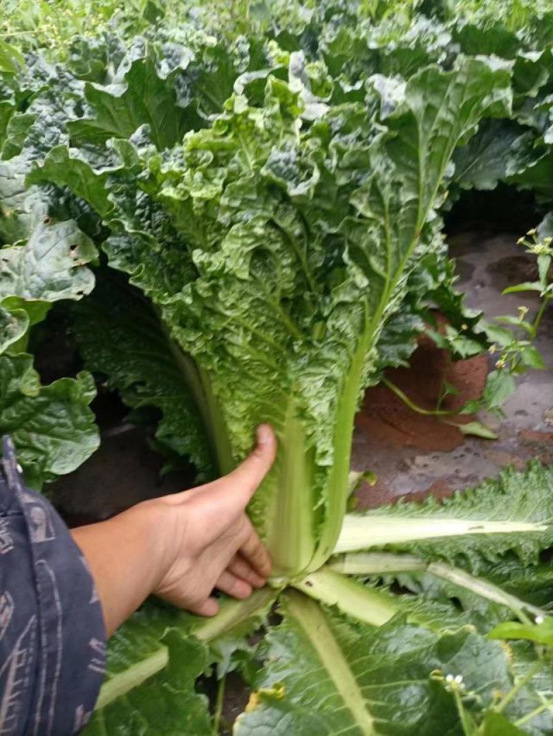 贵州秋绿60麻叶青白菜基地发货品质保证诚信经营欢迎联系