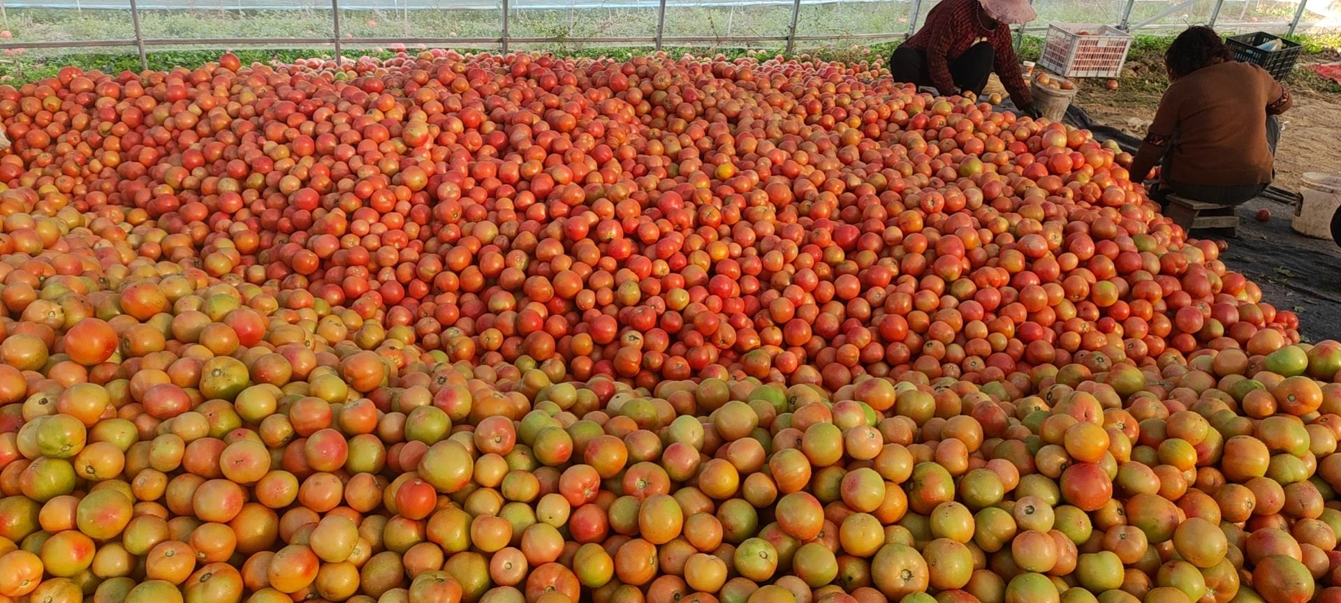 硬粉西红柿特写