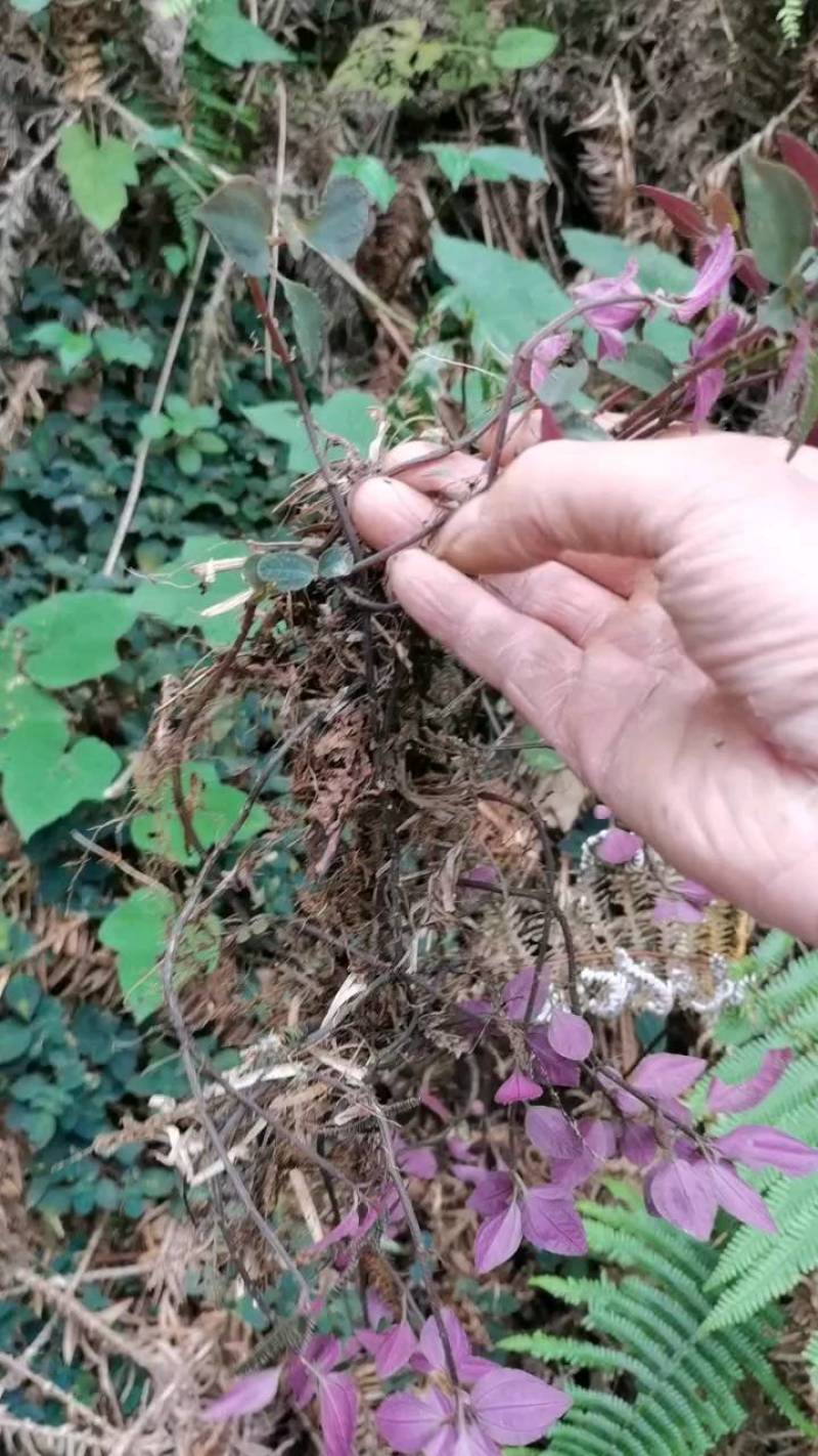 正宗大山野生风柜斗草全红