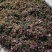 正宗大山野生风柜斗草全红
