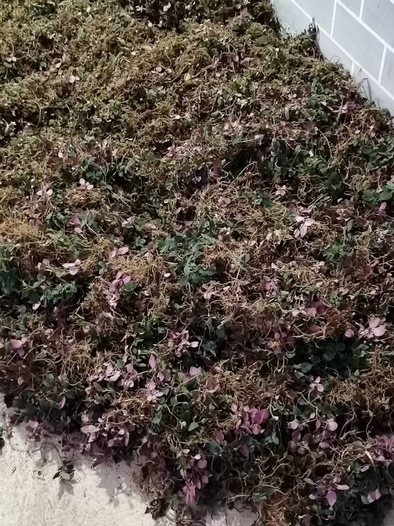 正宗大山野生风柜斗草全红