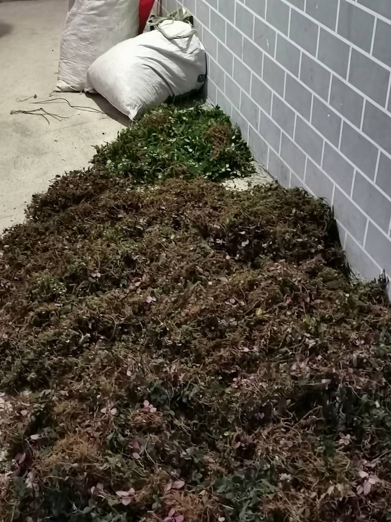 正宗大山野生风柜斗草全红