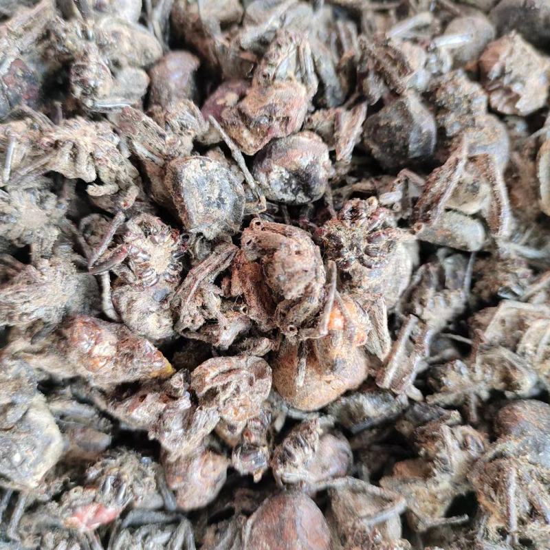 黑蜘蛛，药材黑蜘蛛，量大从优，大量有货，欢迎采购