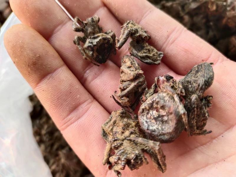 黑蜘蛛，药材黑蜘蛛，量大从优，大量有货，欢迎采购