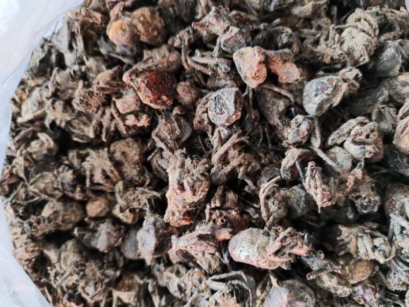 黑蜘蛛，药材黑蜘蛛，量大从优，大量有货，欢迎采购