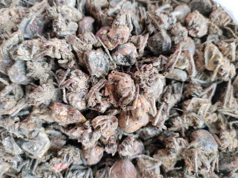 黑蜘蛛，药材黑蜘蛛，量大从优，大量有货，欢迎采购