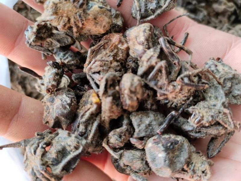 黑蜘蛛，药材黑蜘蛛，量大从优，大量有货，欢迎采购