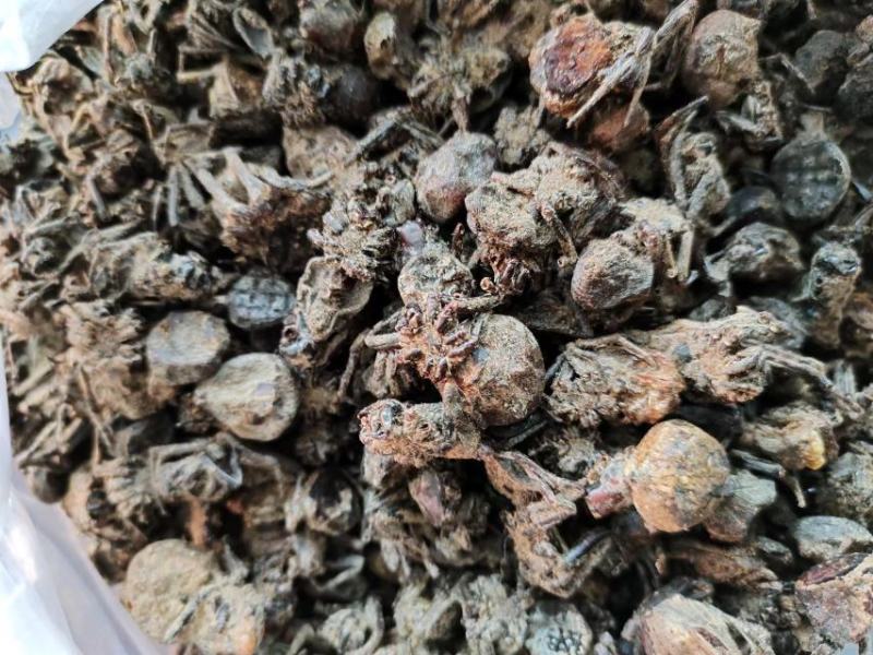 黑蜘蛛，药材黑蜘蛛，量大从优，大量有货，欢迎采购
