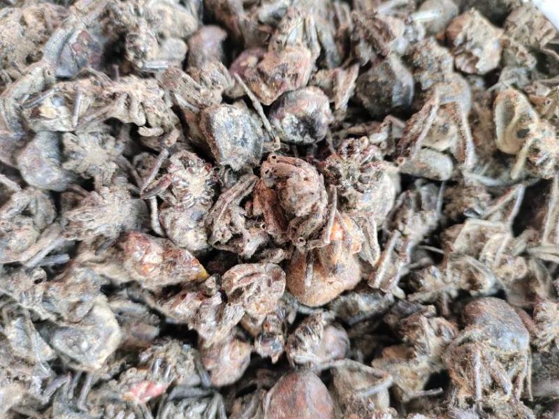 黑蜘蛛，药材黑蜘蛛，量大从优，大量有货，欢迎采购