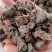 黑蜘蛛，药材黑蜘蛛，量大从优，大量有货，欢迎采购