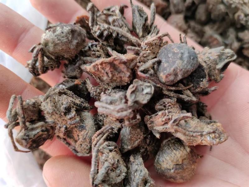 黑蜘蛛，药材黑蜘蛛，量大从优，大量有货，欢迎采购