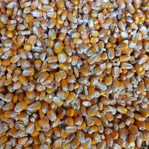 山西省临汾市出售常年玉米，小麦