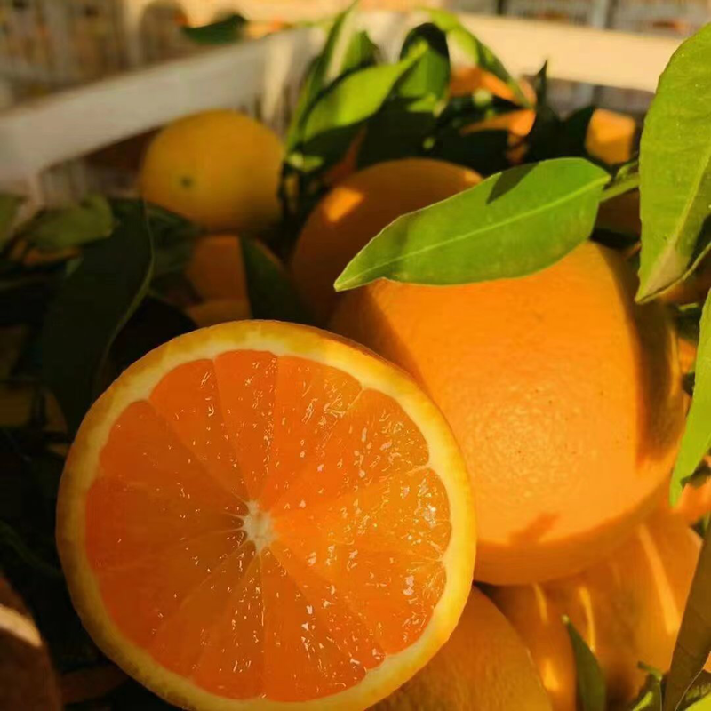 精品九月红果冻橙个头大口感纯甜可视频果园看货发货