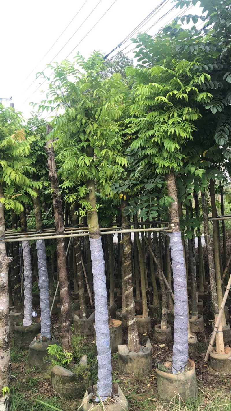 人面子大小都有货