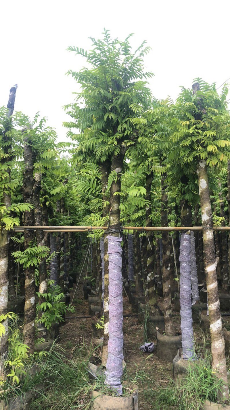 人面子大小都有货