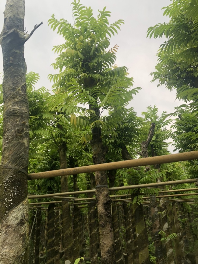 人面子大小都有货