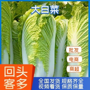 山东北京三号白菜北京新三号大白菜4-6斤净菜供应超市，