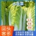 山东北京三号白菜北京新三号大白菜4-6斤净菜供应超市，